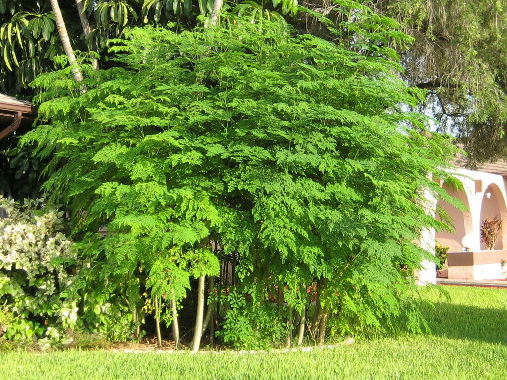 Moringa Oleifera "Drumstick tree" 30 fresh seeds. Fast Growing Same Day Dispatch