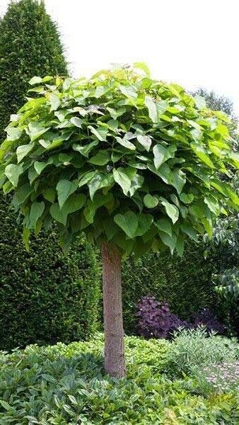 Indian Bean Tree (Catalpa Bignonioides) | 25+ seeds