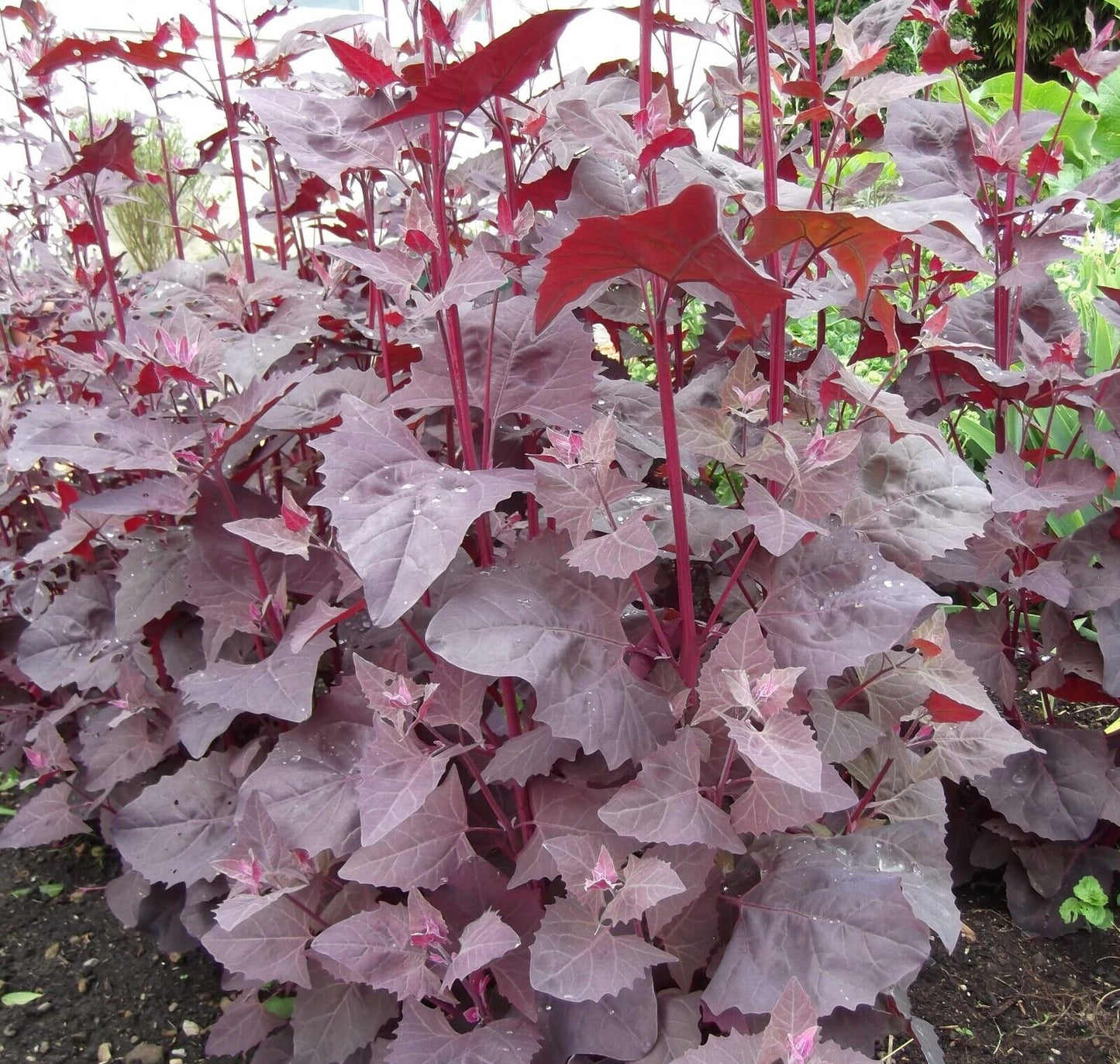 Red Orach (Atriplex hortensis Rubra) | 250+ seeds Easy & Tasty