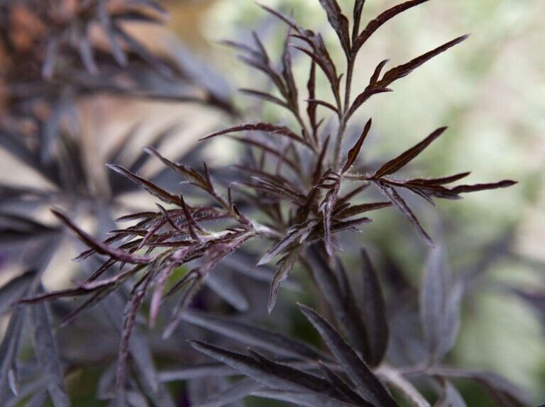 Elderflower (Sambucus Nigra) | Organic | 30+ seeds | Same Day Dispatch