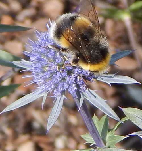 Eryngium Planum Sea Holly | 50+seeds | Bee Friendly