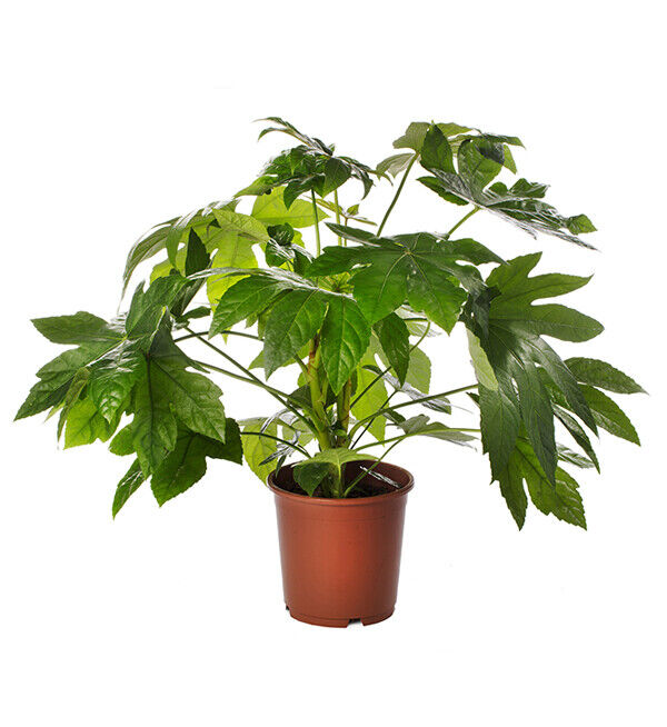 Fatsia Japonica | 25+ seeds | Garden or House Plant | Birds | Same Day Dispatch