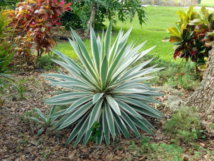 Yucca Gloriosa Variegata "Spanish Dagger" | 20+ seeds