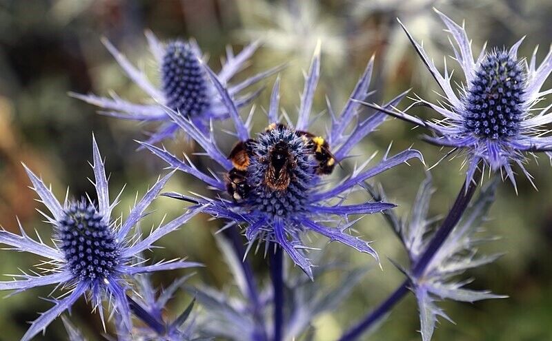 Eryngium Planum Sea Holly | 50+seeds | Bee Friendly