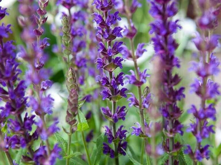 Meadow Clary (Salvia Pratensis) | Meadow Sage | 100+ Seeds