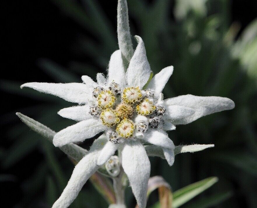 Edelweiss (Leontopodium Alpinum | 100 seeds | Alpine