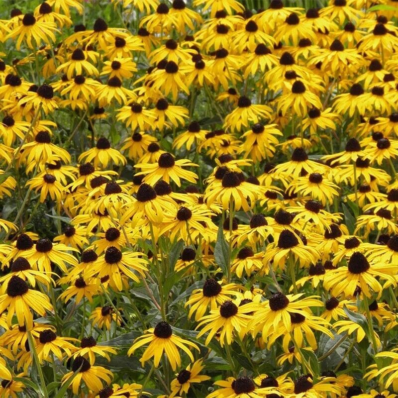 Black Eyed Susan | Rudbeckia Hirta | 50+ Seeds | Organic