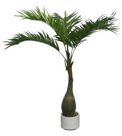 Bottle Palm (Hyophorbe Lagenicaulis) | 5 fresh seeds