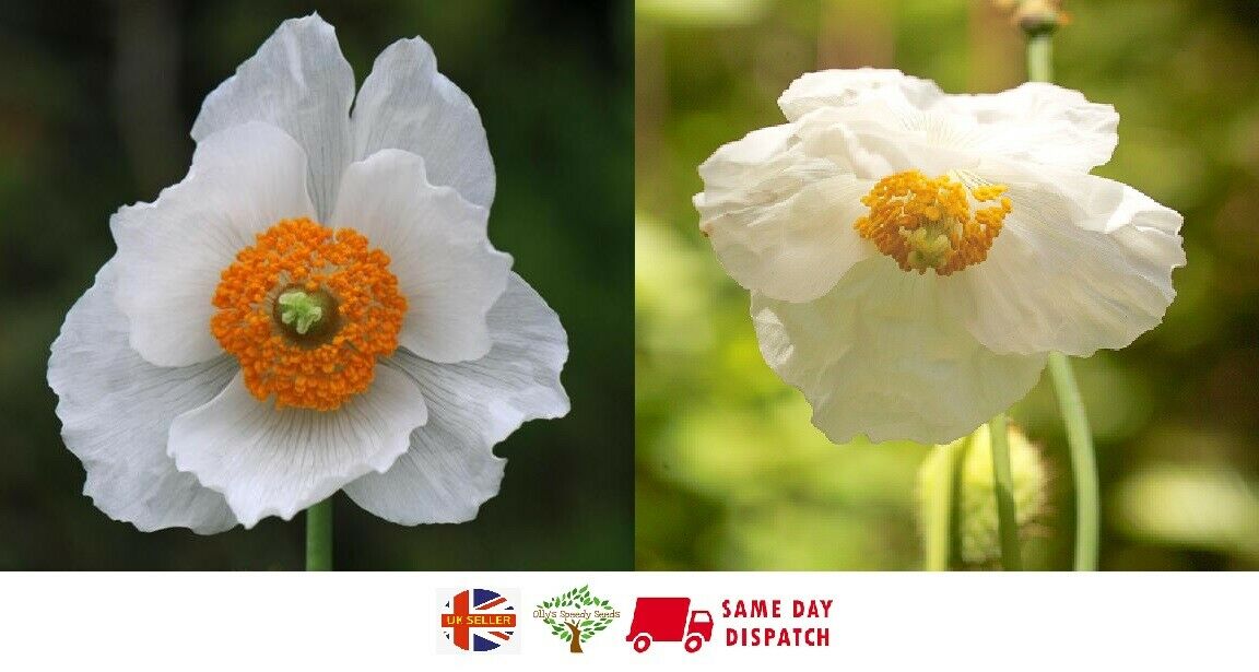 White Himalayan Poppy | Meconopsis Baileyi Alba | | 20+ seeds
