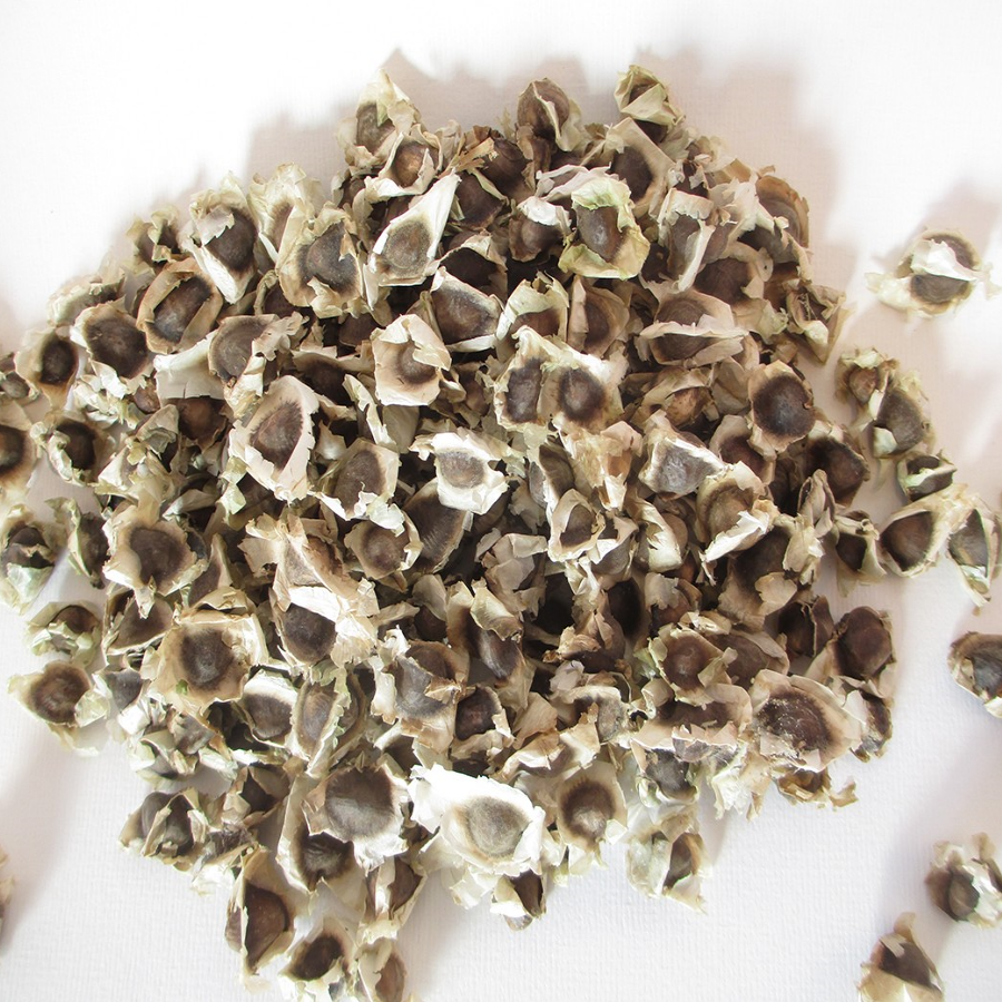 Moringa Oleifera "Drumstick tree" 30 fresh seeds. Fast Growing Same Day Dispatch