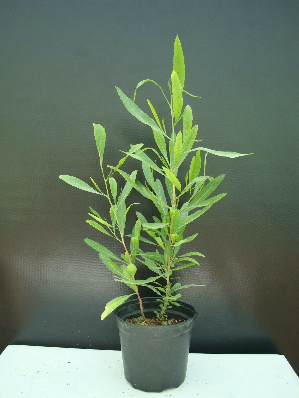 Purple Hop Bush Dodonaea Viscosa Purpurea 20+ seeds