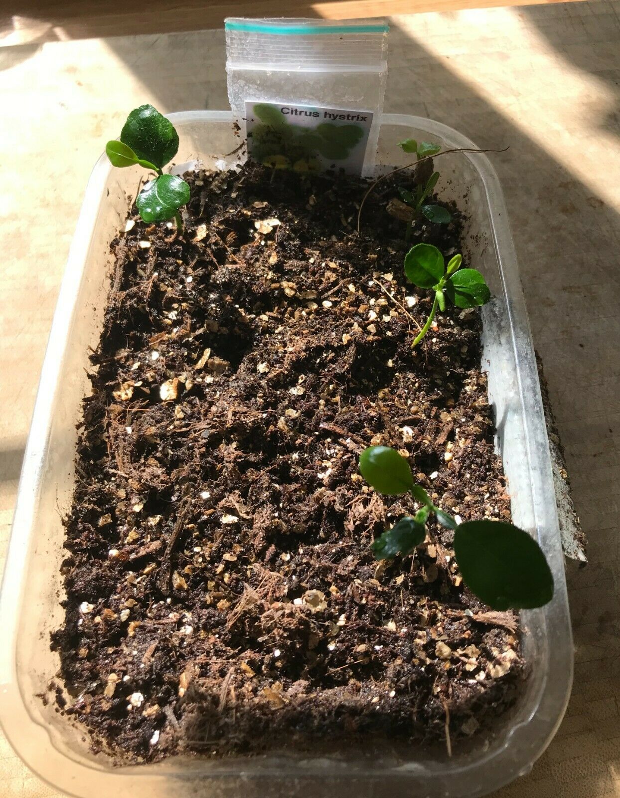 Kaffir Lime Seeds (Citrus Hystrix) 10+ seeds Makrut เมล็ดมะกรูด