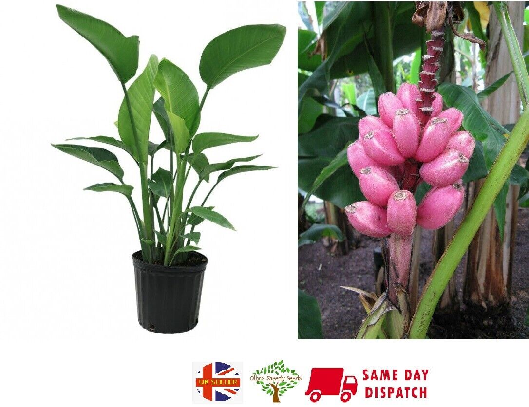 Pink Banana | Musa Velutina| 10+ seeds Dwarf Indoor / Outdoor