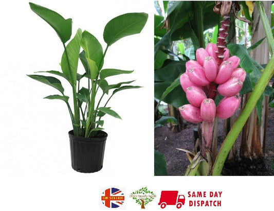 Pink Banana | Musa Velutina|  10+ seeds Dwarf Indoor / Outdoor