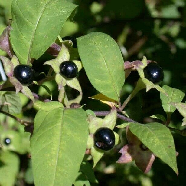 Deadly Nightshade (Atropa belladonna) | 25+ seeds