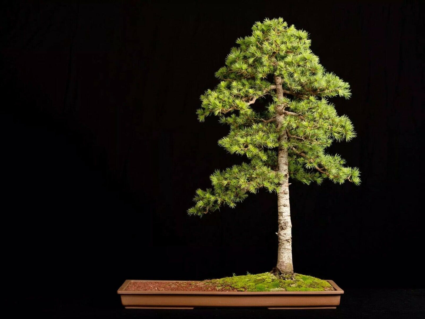 Lebanon Cedar (Cedrus Libani) 25 fresh seeds | Bonsai | Same Day Dispatch