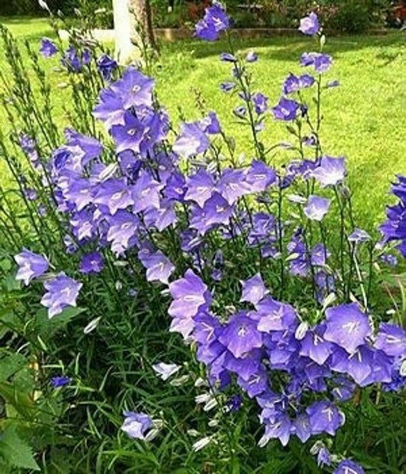 Campanula Persicifolia Blue | 300+ Seeds | Bees | Perennial | Same Day Dispatch