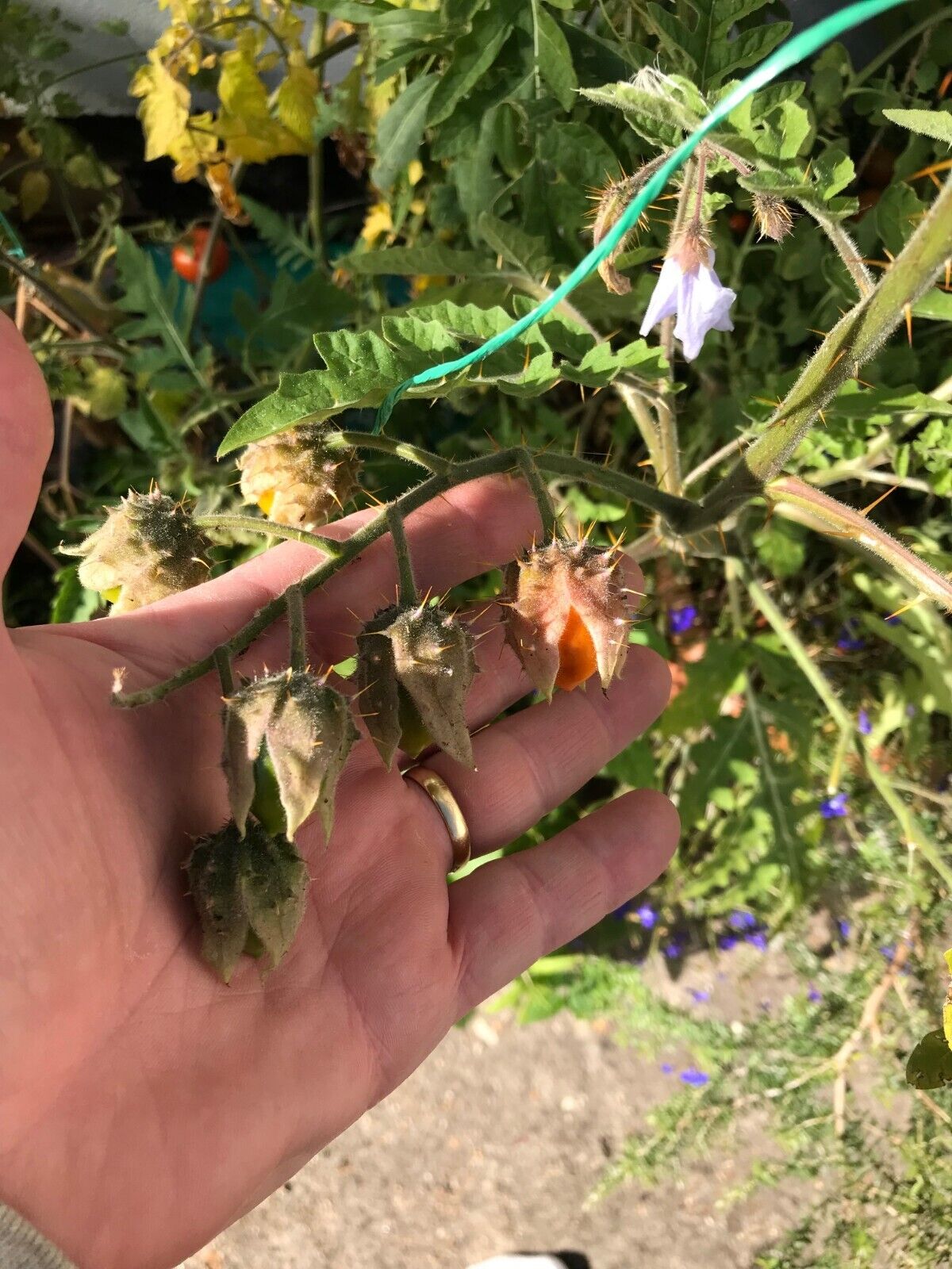 Litchi Tomato - Organic Heirloom | 20+ seeds | Own crop
