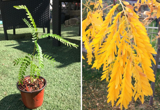 Honey Locust (Gleditsia Triacanthos) | Plant in 12 cm pot | Same Day Dispatch