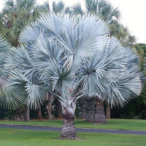 Bismarck Palm (Bismarckia Nobilis) | Silver | 3 large seeds | Same Day Dispatch