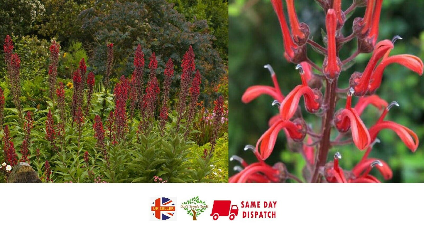 Devil's Tobacco (Lobelia Tupa) | 50+ seeds