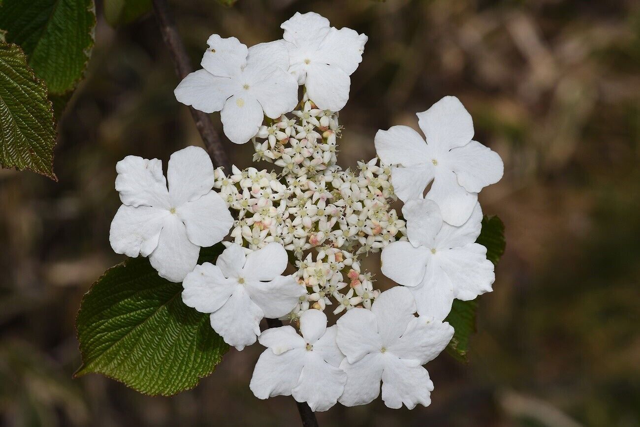 Guelder Rose (Viburnum Opulus) | 25 seeds | Bees and Birds | Same Day Dispatch