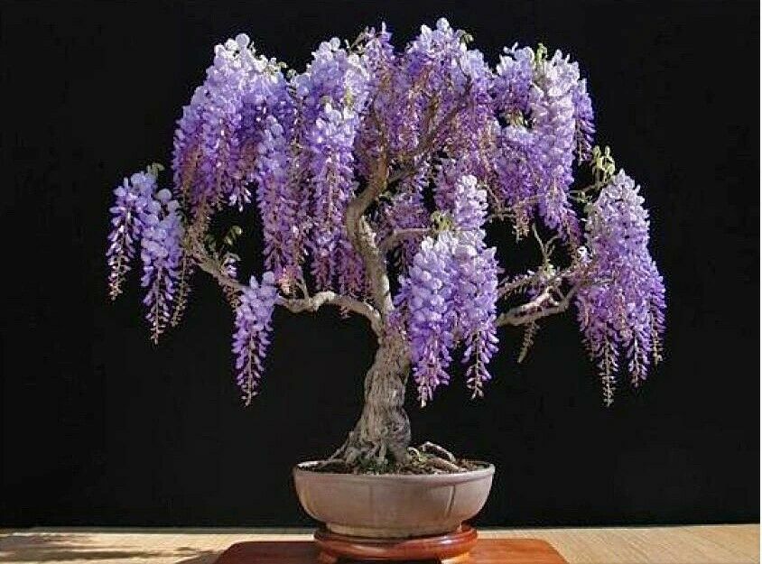 Jacaranda Mimosifolia | 30+ seeds | Bonsai