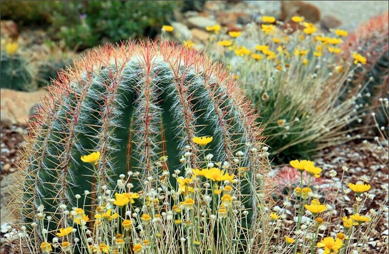 Mexican Lime Cactus (Ferocactus Pilosus) | 25+ seeds