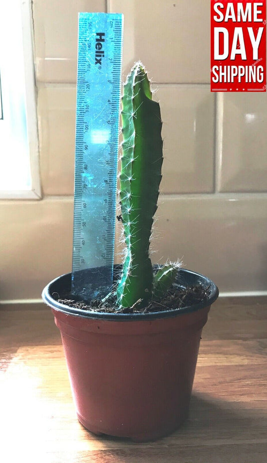 Dragon Fruit Cactus Plant x1 (Selenicereus Undatus) | Rooted | UK Grown