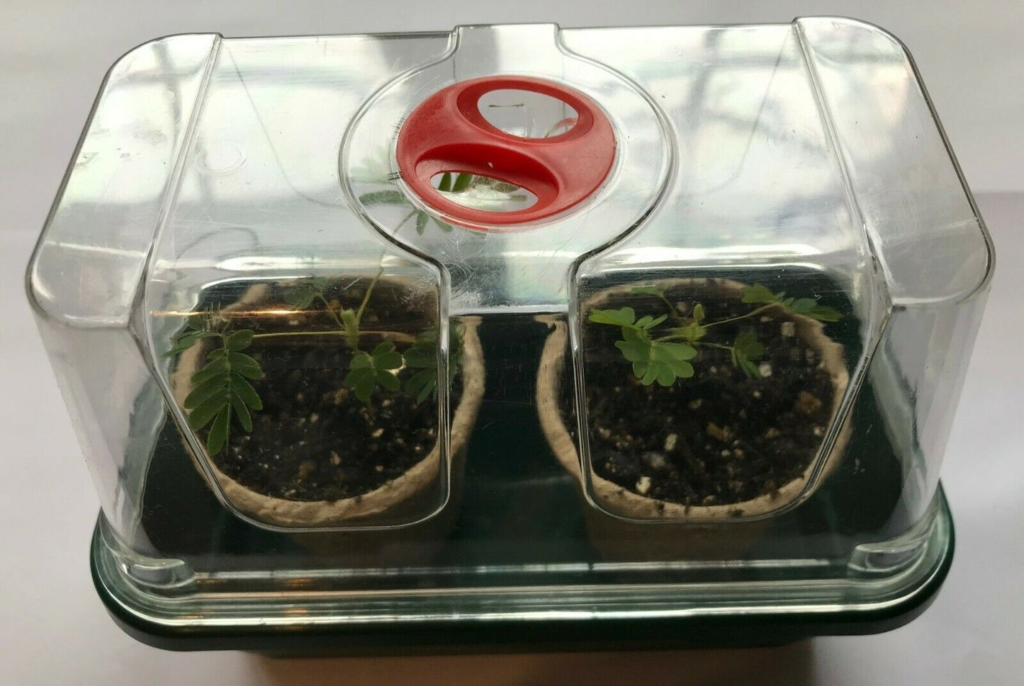 Mimosa Sensitive Plant Kit - Indoor Fun & Educational Gift