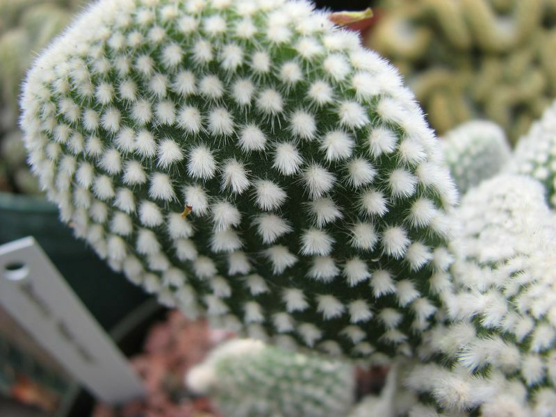Bunny Ears Cactus 15+ seeds | Opuntia Microdasys v.Albispina