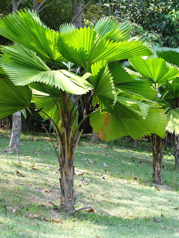 Ruffled Fan Palm (Licuala Grandis) 5 Seeds Indoor House Plant Same Day Dispatch