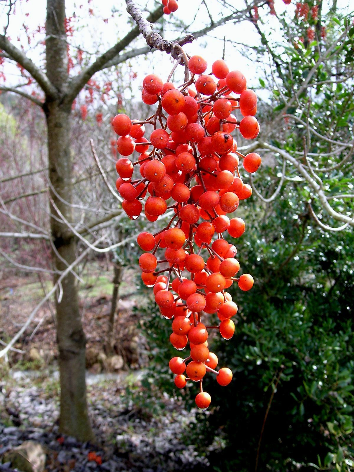 Chinese Wonder Tree (Idesia Polycarpa) Igiri. RARE 25+ seeds