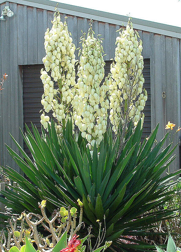 Yucca Filamentosa "Adam's Needle" | 20+seeds | UK Hardy