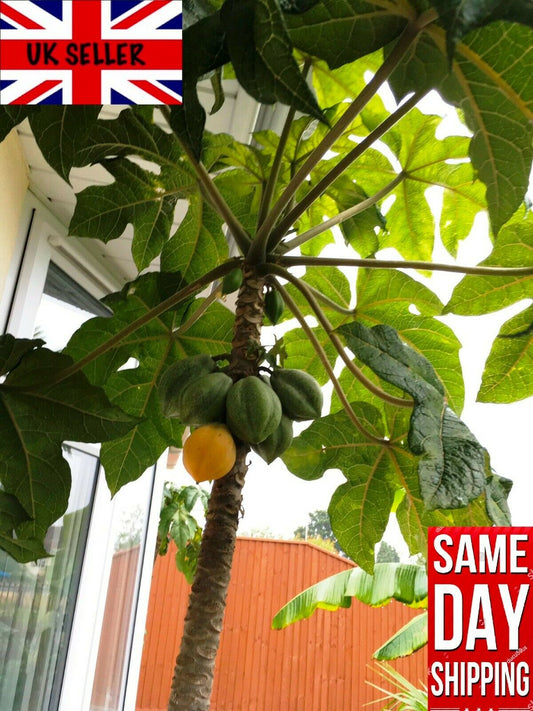 Mountain Papaya (Carica Pubescens) | 10+ seeds