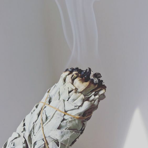 White Sage | Salvia Apiana | 50+ seeds | Smudging