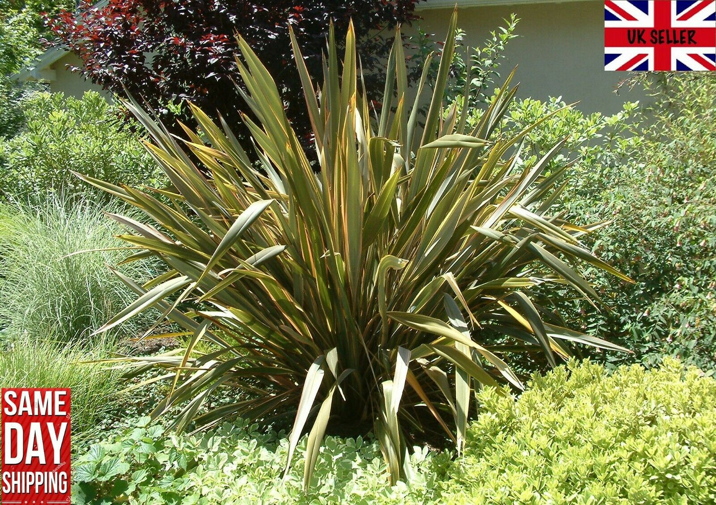 Variegated New Zealand Flax (Phormium Tenax) UK Grown 30+ seeds