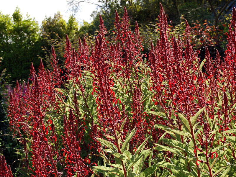 Devil's Tobacco (Lobelia Tupa) | 50+ seeds