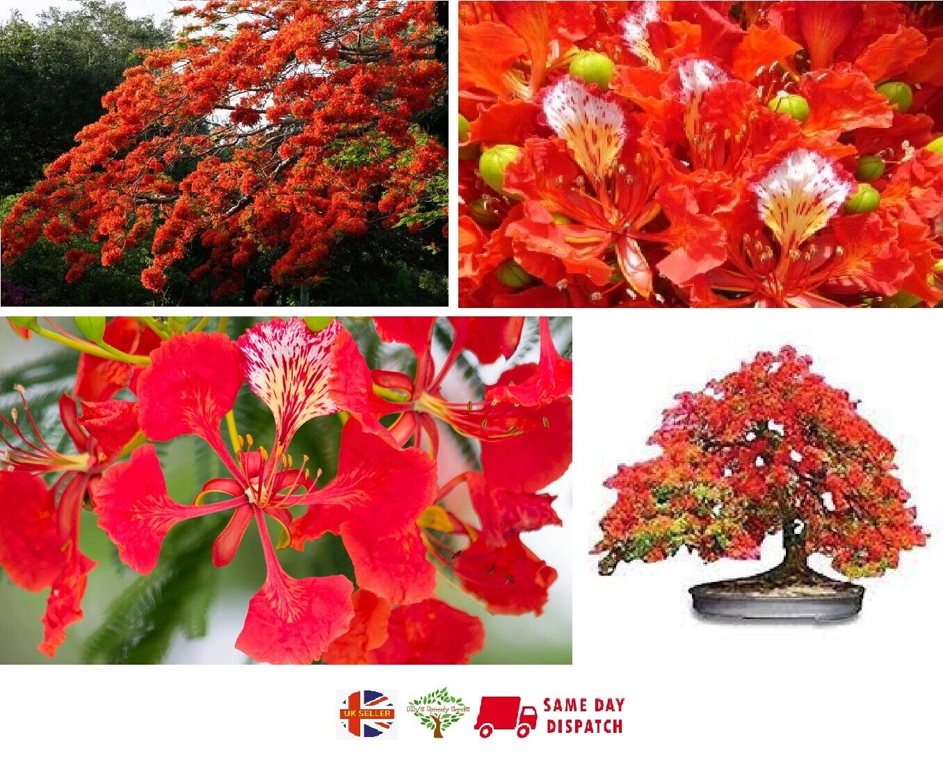 delonix regia bonsai tree Royal Poinciana Flame Tree (Delonix Regia)