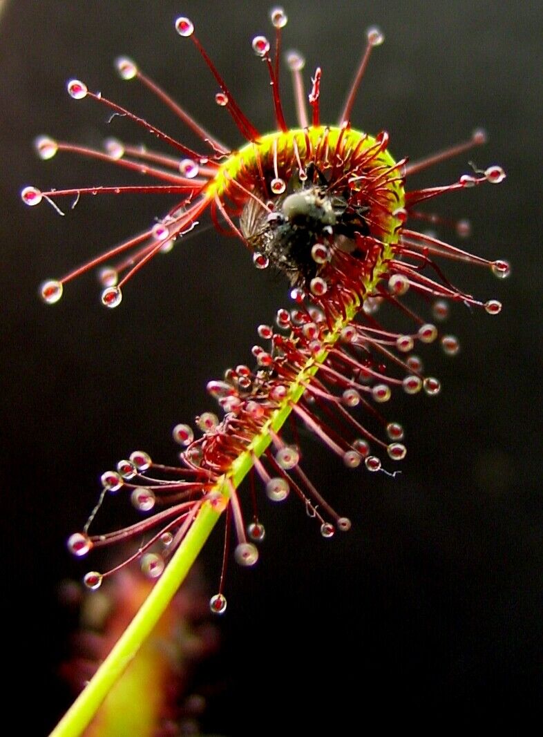 Cape Sundew (Drosera Capensis Red) | 30 seeds | Carnivorous | Same Day Dispatch