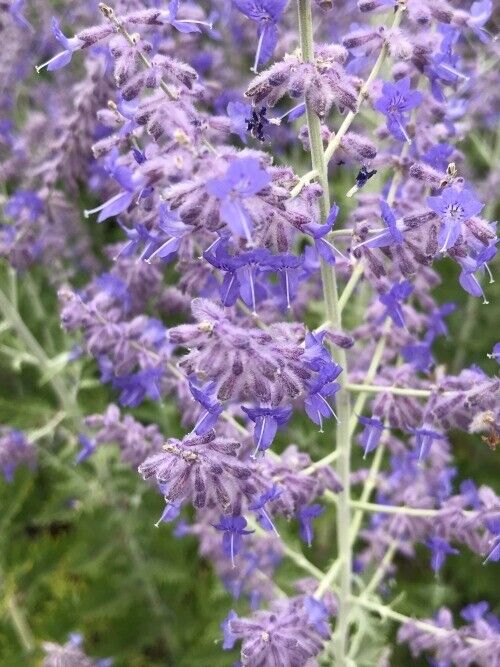 Russian Sage (Perovskia Atriplicifolia) | Organic | 15+ seeds