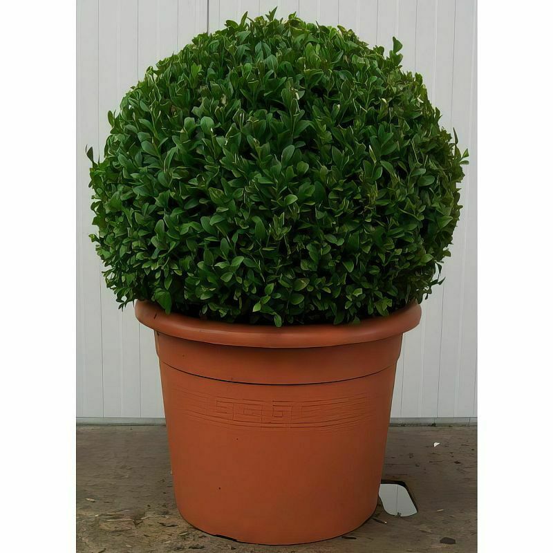 Box (Buxus Sempervirens) | 30+ seeds | Hedging | Topiary