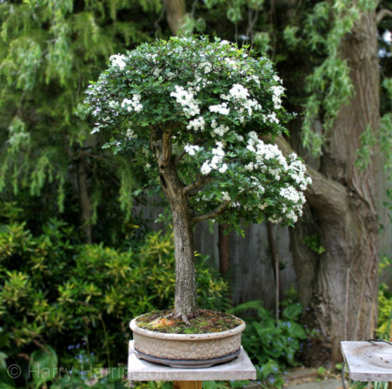 Hawthorn | Quick Growing Hedge | Crataegus Monogyna | 50+ seeds