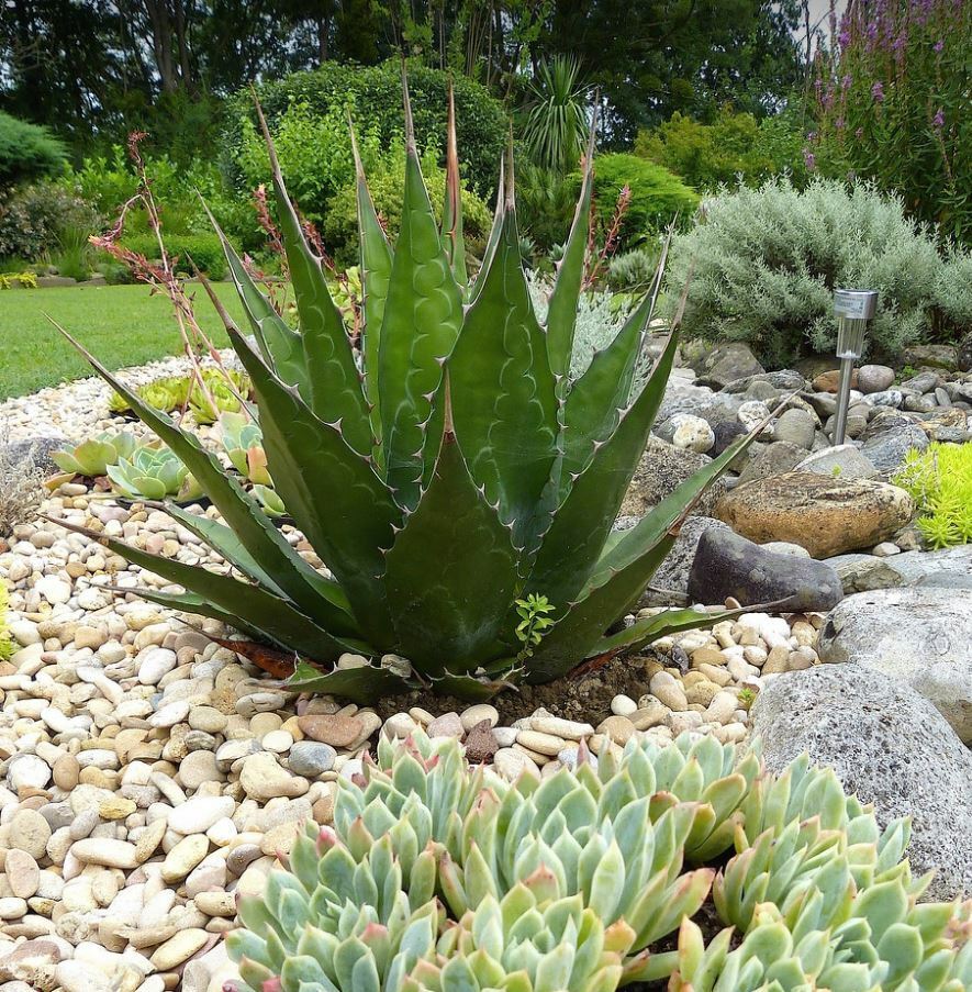 Mountain Agave (Agave Montana) | 10 Seeds | Houseplant | Century Agave