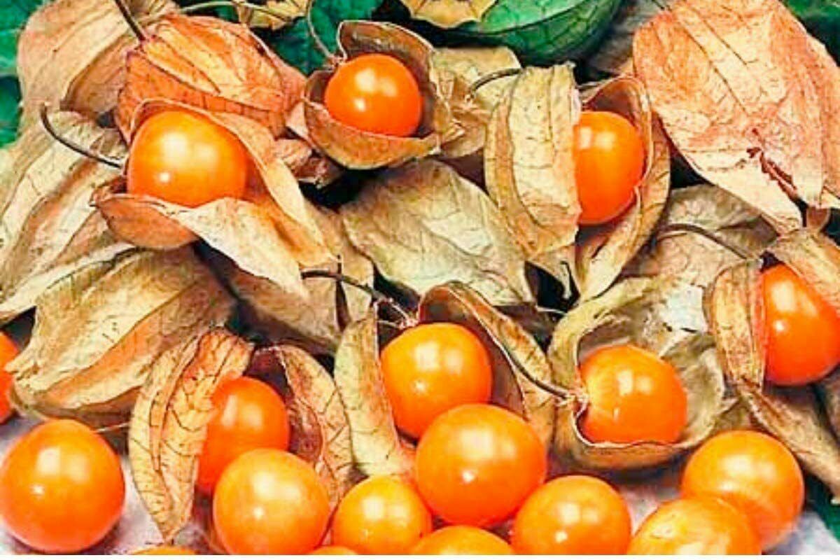 Cape Gooseberry plant in 9cm pot | UK Grown | Very Easy | Same Day Dispatch