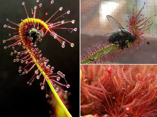 Cape Sundew (Drosera Capensis Red) | 30 seeds | Carnivorous | Same Day Dispatch