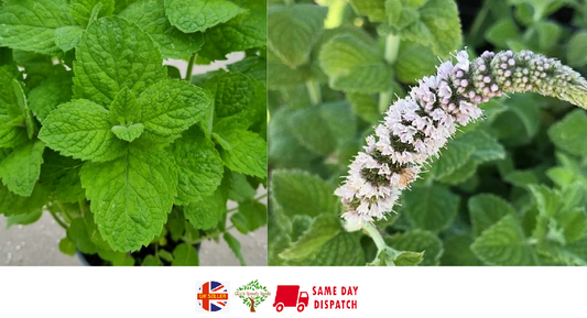 Pineapple Mint Mentha Suaveolens 50 seeds | Aroma | Mojito | Same Day Dispatch