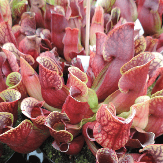 Purple Pitcher Plant | 20+ seeds | Sarracenia Purpurea ssp P.
