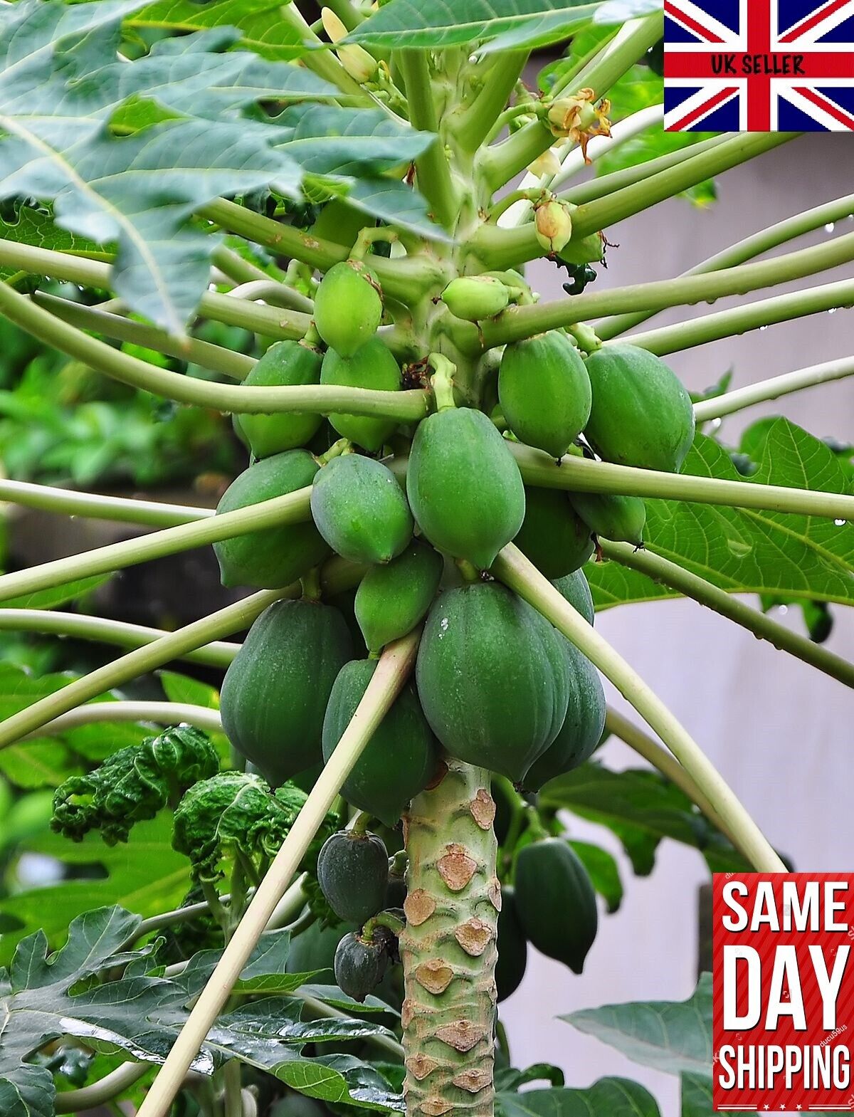 Carica Papaya "Honeydew" Tree Melon 15 Fresh Seeds. Pawpaw. Same Day Dispatch