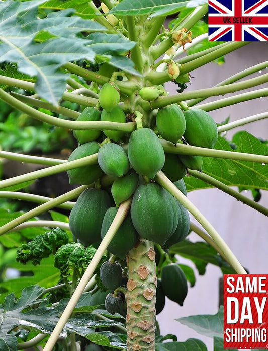 Carica Papaya "Honeydew" Tree Melon 15 Fresh Seeds. Pawpaw. Same Day Dispatch